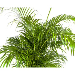 Dypsis lutescens (4250308315030)
