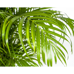 Dypsis lutescens (4250308315030)