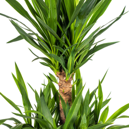 Yucca Elephantipes (4250308315641)