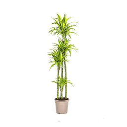 Dracaena Deremensis Lemon Lime (4250308312671)