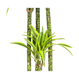 Dracaena Deremensis Lemon Lime (4250308312671)