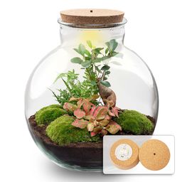 Terrarium Bolder Bob Bonsai + Led verlichting in kurk (8720872022994)