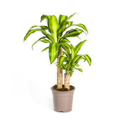 Dracaena Fragrans Massangeana (4250308311674)