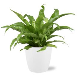 Asplenium Antiquum - Pot Brussels D18x17cm - Wit (43227)