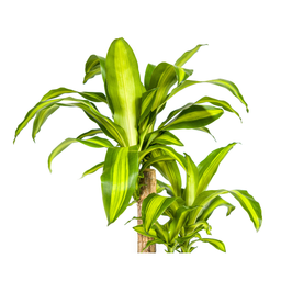Dracaena Fragrans Massangeana (4250308311674)