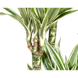 Dracaena Deremensis White Stripe (4250308312756)