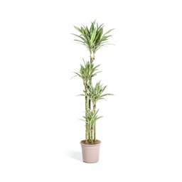Dracaena Deremensis White Stripe (4250308312756)