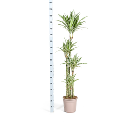 Dracaena Deremensis White Stripe (4250308312756)