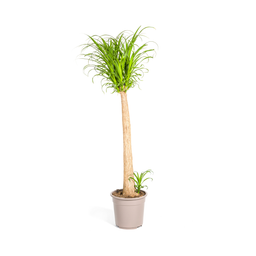 Beaucarnea Recurvata Stam (4250308313494)