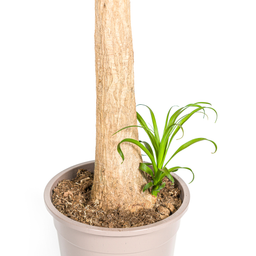 Beaucarnea Recurvata Stam (4250308313494)