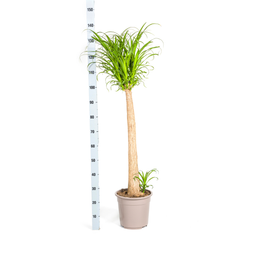 Beaucarnea Recurvata Stam (4250308313494)