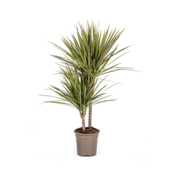 Dracaena Marginata Bicolor (4250308314439)
