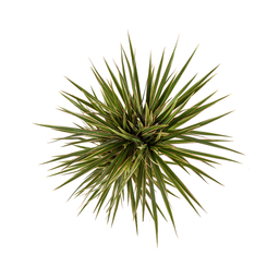 Dracaena Marginata Bicolor (4250308314439)