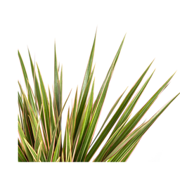 Dracaena Marginata Bicolor (4250308314439)