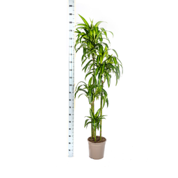 Dracaena Deremensis Hawaiian Sunshine (4250308312831)