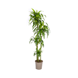 Dracaena Deremensis Hawaiian Sunshine (4250308312831)