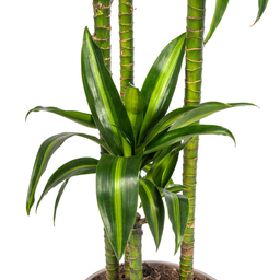 Dracaena Deremensis Hawaiian Sunshine (4250308312831)