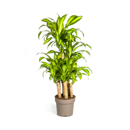 Dracaena Fragrans Massangeana Karussell (4250308314392)