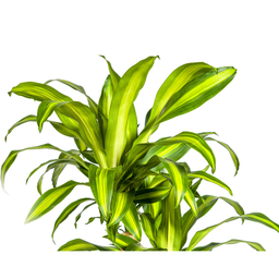 Dracaena Fragrans Massangeana Karussell (4250308314392)