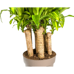 Dracaena Fragrans Massangeana Karussell (4250308314392)