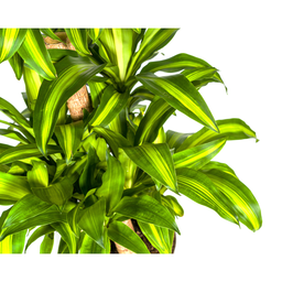 Dracaena Fragrans Massangeana Karussell (4250308314392)