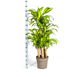 Dracaena Fragrans Massangeana Karussell (4250308314392)