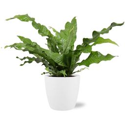 Microsorum Diversifolium - Pot Brussels D18x17cm - Wit (43233)