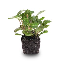 Fittonia Joly Josan - Red and green - Mosaic plant - potmaat 8 (8720872022529)