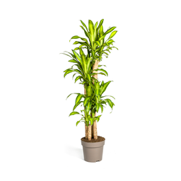 Dracaena Fragrans Massangeana (4250308312909)