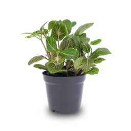 Fittonia Joly Josan - Red and green - Mosaic plant - potmaat 8 (8720872022529)