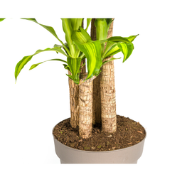 Dracaena Fragrans Massangeana (4250308312909)