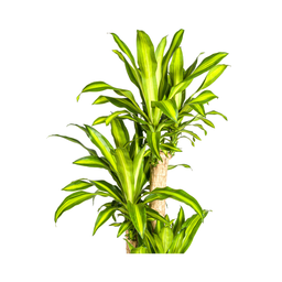 Dracaena Fragrans Massangeana (4250308312909)