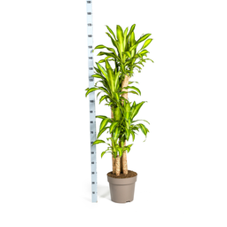 Dracaena Fragrans Massangeana (4250308312909)