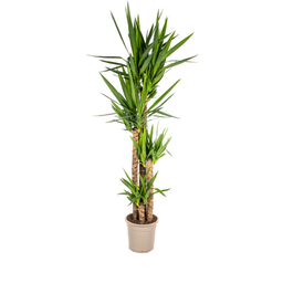 Yucca Elephantipes (4250308315610)