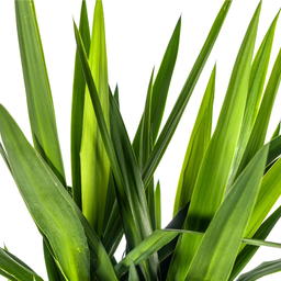 Yucca Elephantipes (4250308315610)