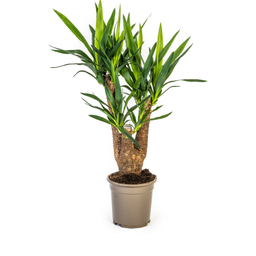 Yucca Elephantipes (4250308315665)