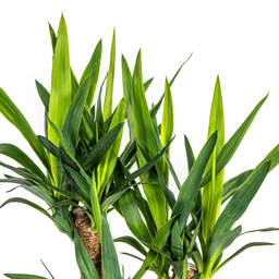 Yucca Elephantipes (4250308315665)