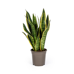 Sansevieria Trifasciata Futura Superba (4250308316280)