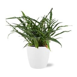 Aglaomorpha Coronans - Pot Brussels D18x17cm - Wit (43229)