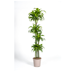 Dracaena Deremensis Dorado (4250308312718)