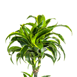 Dracaena Deremensis Dorado (4250308312718)