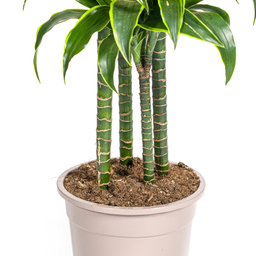 Dracaena Deremensis Dorado (4250308312718)