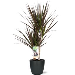Dracaena Magenta - Pot Brussels D18x17cm - Antraciet (43237)