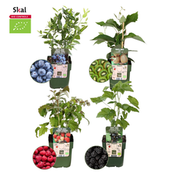 Plants by frank "Zomervruchten" BIO Fruitplanten mix set van 4 verschillende soorten (8721001421053)