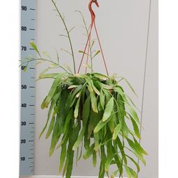 Rhipsalis Red Coral (14986)