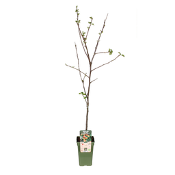 Malus Domestica Jonagold - Appel (11552)