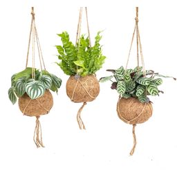 Kokodama Jungle Mix - 3 stuks (30337)