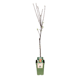 Malus Domestica Elstar - Appel (11591)