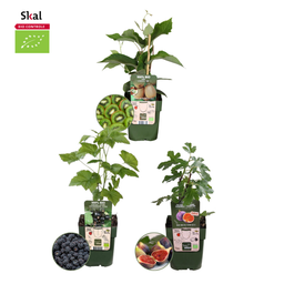 Plants by frank "Zoete oogst trio" BIO Fruitplanten mix set van 3 verschillende soorten (8721001421060)