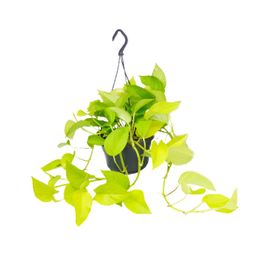 Epipremnum Golden Pothos - Scindapsus - Ø15 (8720634284509)